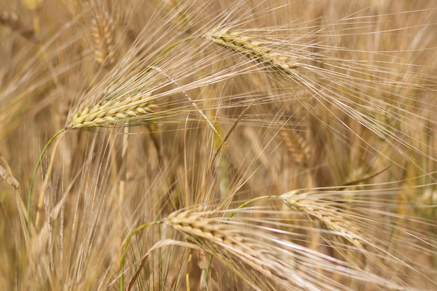 Espigas de trigo douradas no verão no campo. Fundo de Trigo