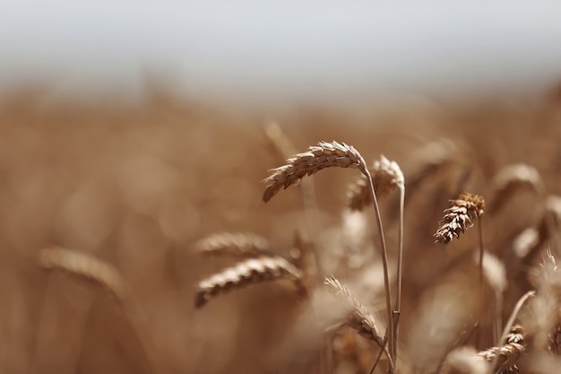 Espigas de trigo dourado em um campo