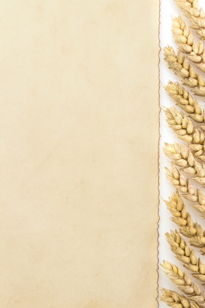 Espigas de trigo e pergaminho isolado no branco