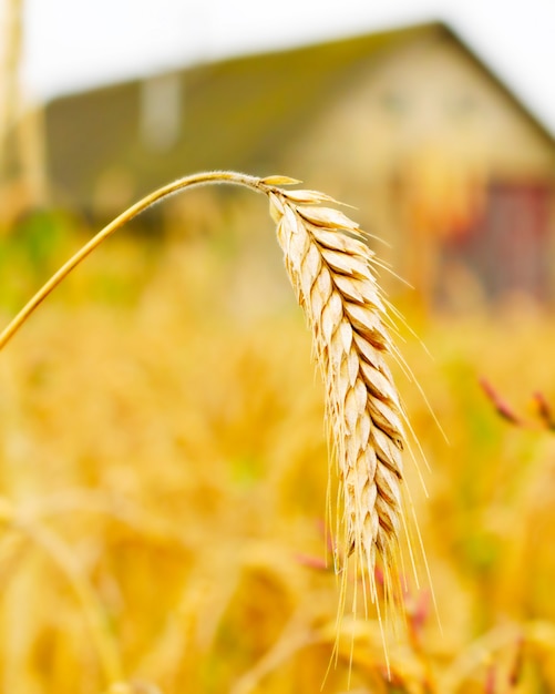 Espigas de trigo em um campo