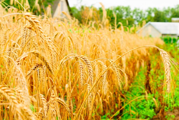 Espigas de trigo em um campo