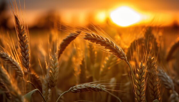 Espigas de trigo fechadas nos raios do sol quente amarelo ao nascer do sol