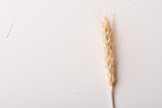 Espigas de trigo isoladas em fundo branco