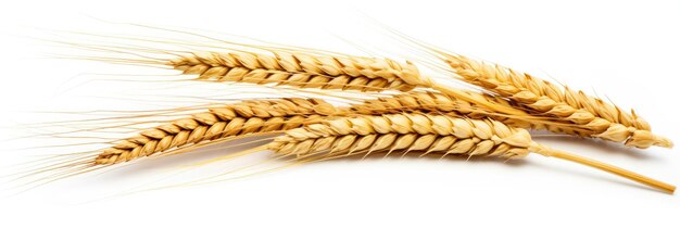 Foto espigas de trigo isoladas em fundo branco