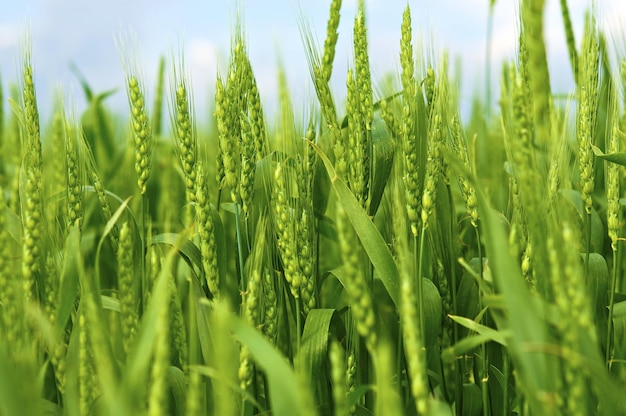 Espigas de trigo jovem Campo de trigo verde Closeup Campo de trigo em Illinois EUA Agricultura Coleção de fotos