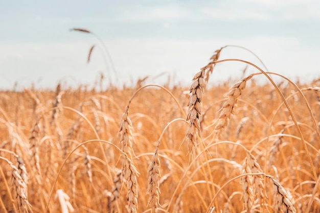 Espigas de trigo maduras. Campo de trigo. Céu azul com nuvens. Colheita de verão de trigo maduro. Orelhas douradas. Agricultura. o trigo está maduro. campo de trigo dourado e dia ensolarado