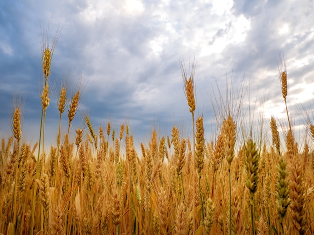 Espigas de trigo maduras contra o céu azul. Campo de trigo durante o período de colheita. nitidez selecionada