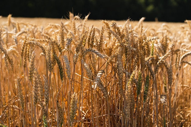 Espigas de trigo maduras douradas Campo de trigo Espigas de trigo dourado fecham O conceito de plantar e colher uma colheita rica Paisagem rural