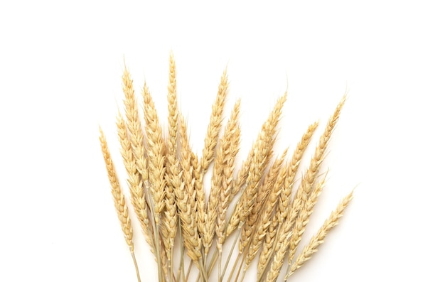 Espigas de trigo maduras isoladas em um fundo branco Vista superior plana