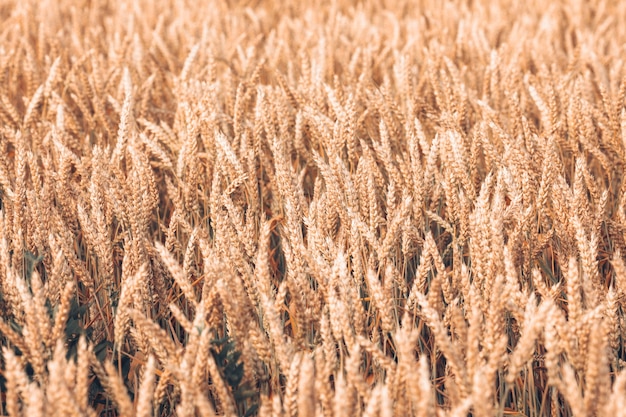 Espigas de trigo maduras no campo.