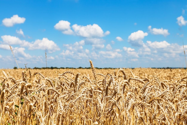 Espigas de trigo maduro no campo rural sob o céu azul