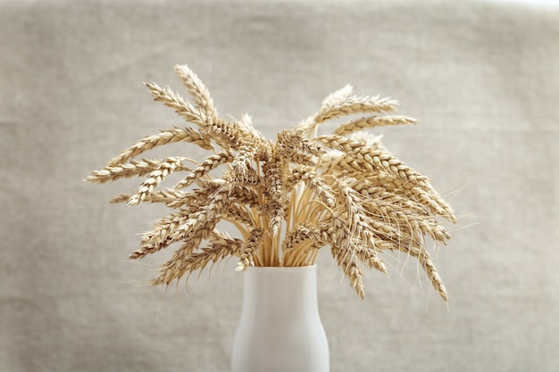 Foto espigas de trigo maduro. vaso de cor branca com orelhas de amadurecimento close-up. conceito de época de colheita outonal.