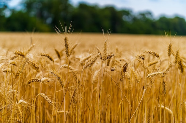 Espigas de trigo na vista frontal fundo de colheita de trigo campo de ouro e céu azul acima