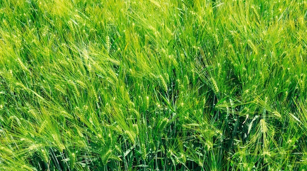 Espigas de trigo no campo bandeira de agricultura