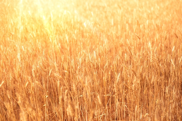 Espigas de trigo no campo no verão com raios de sol. Fundo dourado vegetal natural.