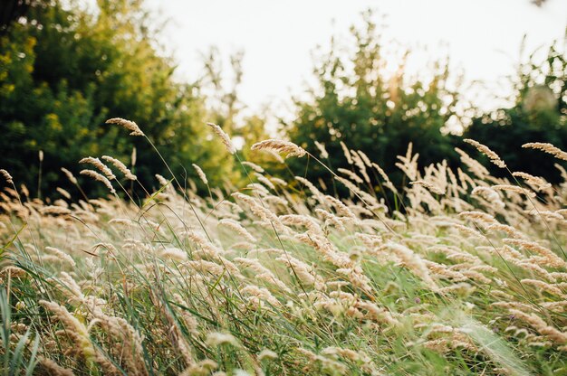 Espigas de trigo no campo