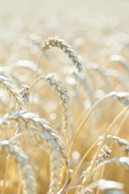 Espigas de trigo no campo