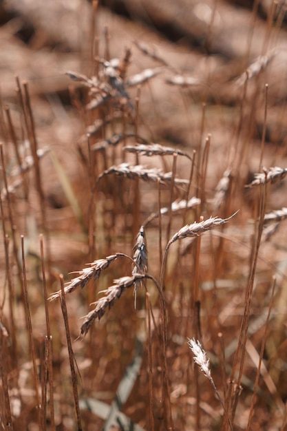 Espigas de trigo no campo