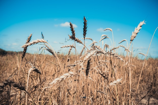 Espigas de trigo no campo