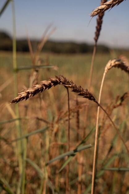 Espigas de trigo no campo