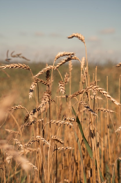 Espigas de trigo no campo