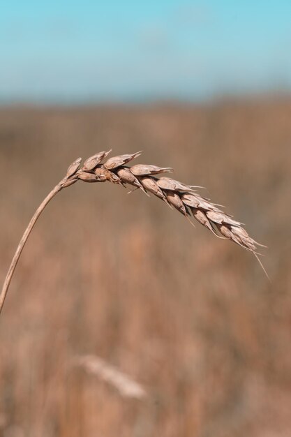 Espigas de trigo no campo