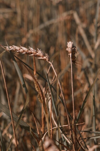 Espigas de trigo no campo