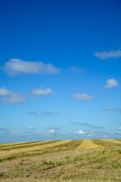 Espigas de trigo no campo