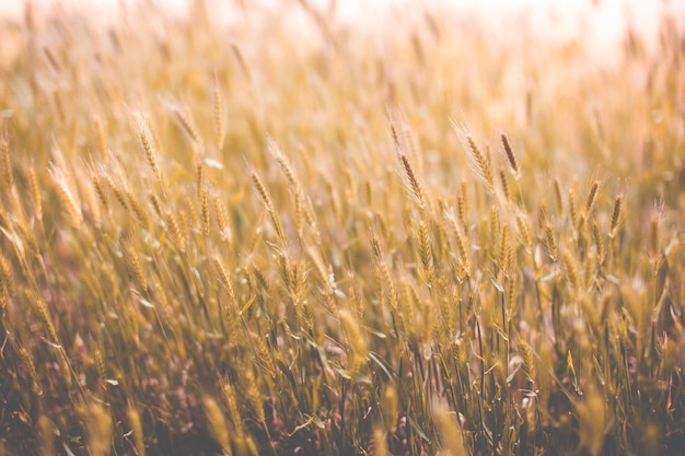 Espigas de trigo no campo