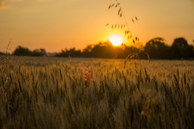 Espigas de trigo no fundo de um nascer do sol laranja