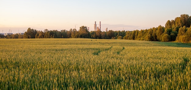 Espigas de trigo ou centeio crescendo no campo ao pôr do sol. Um campo de centeio durante o período de colheita em um campo agrícola.