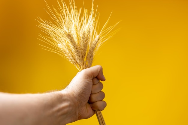 Espigas de trigo são fechadas em um punho em um fundo amarelo