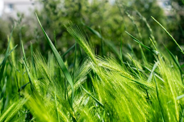 Espigas de trigo verde jovem de trigo jovem crescendo em um campo na temporada de primavera floral verde