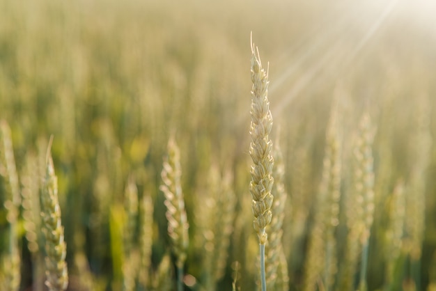 Espigas de trigo verdes balançando ao vento, campo agrícola no início do verão, fundo de campo de campo de cultura de grãos