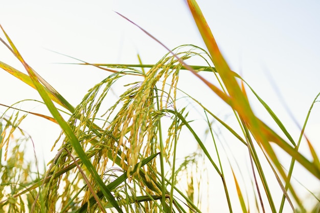 Espigas doradas de arroz en el campo al atardecer