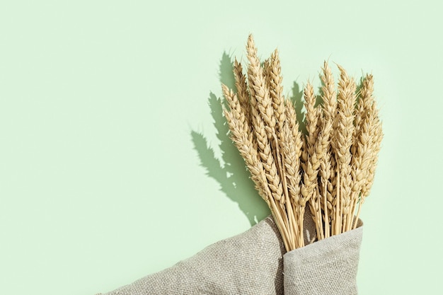 Las espigas doradas maduras se cierran. Maduración de orejas pf planta de cereal en saco y fondo verde. Concepto de tiempo de cosecha otoñal. Vista superior