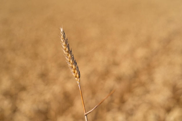 Espigas doradas maduras de trigo Campo de trigo Espigas de trigo dorado de cerca El concepto de plantar y cosechar una rica cosecha Paisaje rural