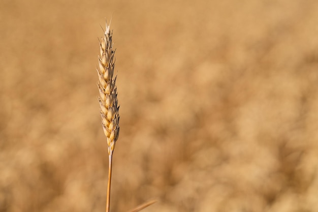 Espigas doradas maduras de trigo Campo de trigo Espigas de trigo dorado de cerca El concepto de plantar y cosechar una rica cosecha Paisaje rural