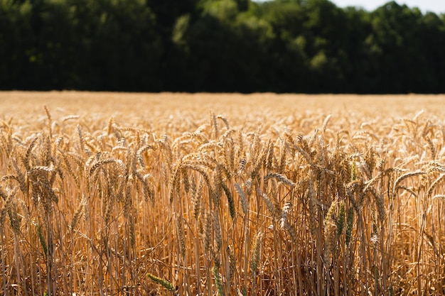 Espigas doradas maduras de trigo Campo de trigo Espigas de trigo dorado de cerca El concepto de plantar y cosechar una rica cosecha Paisaje rural