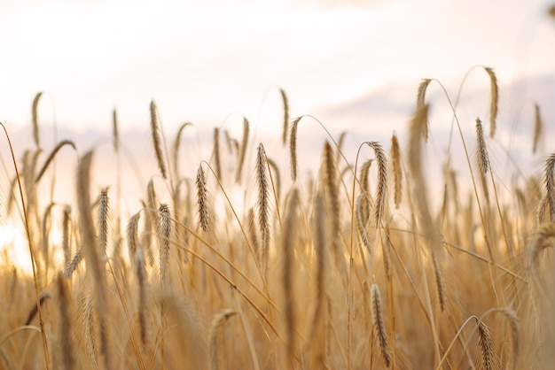 Espigas doradas maduras de trigo en el campo