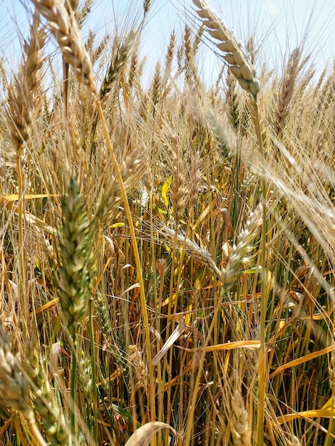 Espigas doradas de primer plano de trigo en el fondo de un campo dorado