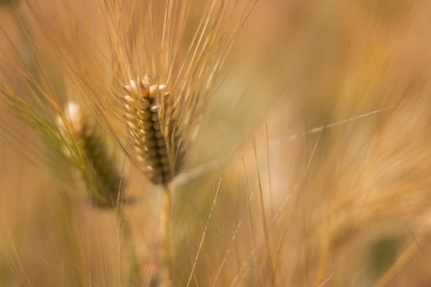 Espigas doradas de trigo en verano en el campo. Fondo de trigo