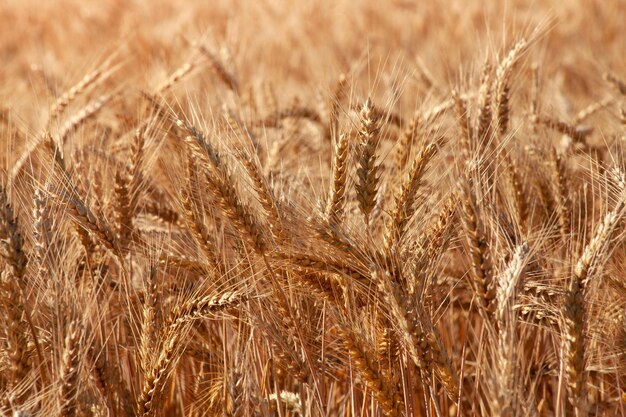 Espigas douradas de trigo em um campo agrícola