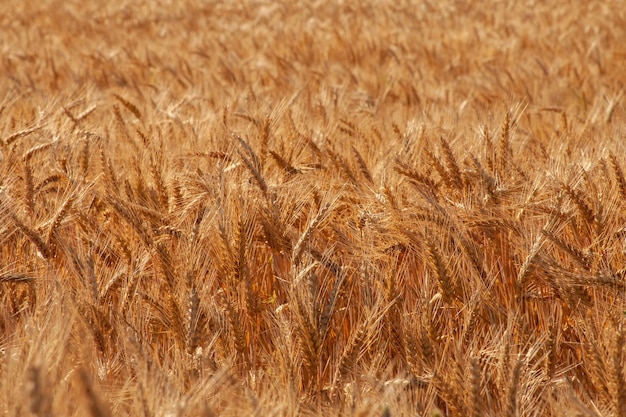 Espigas douradas de trigo no campo em um dia ensolarado