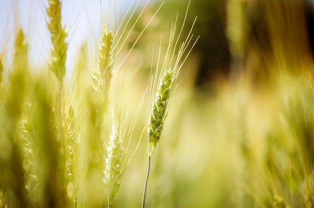 Espigas douradas de trigo no campo