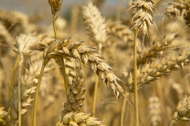 Espigas e grãos de trigo em um campo de cultivo, agricultura na Itália.