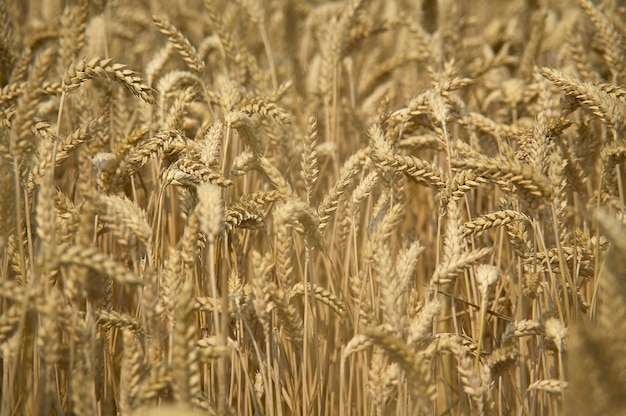 Espigas y grano de trigo en un campo de cultivo, agricultura en Italia.