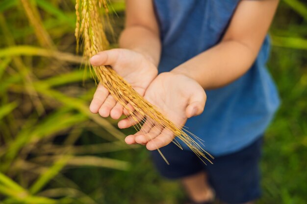 Espigas maduras de arroz en la mano de un niño. Productos del concepto de arroz. Alimentos para niños de arroz. Un desayuno saludable para niños