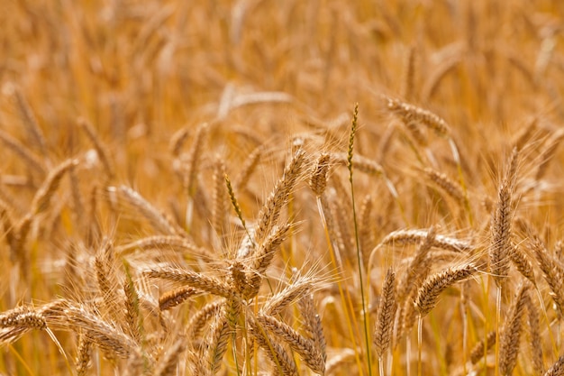 Espigas maduras de centeno en el campo