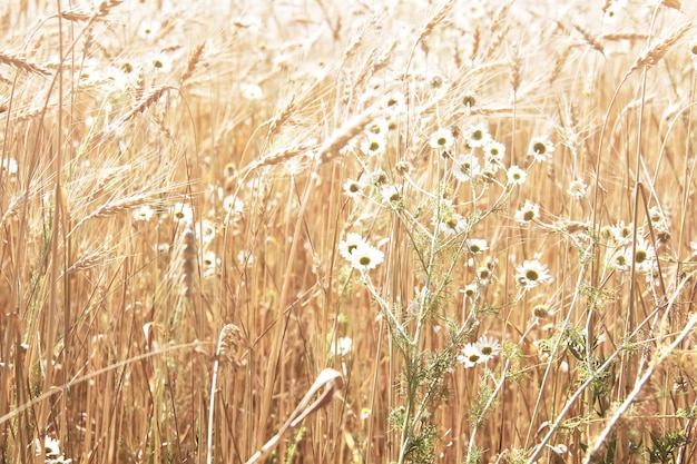 Espigas maduras de centeio e flores de camomila em um campo de verão. Antecedentes da agricultura